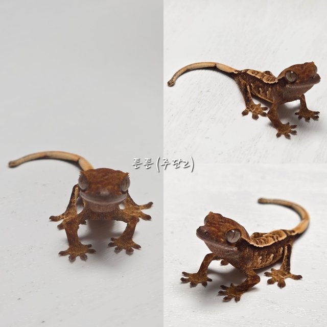 노멀 트라이 익스트림할리퀸 할리퀸