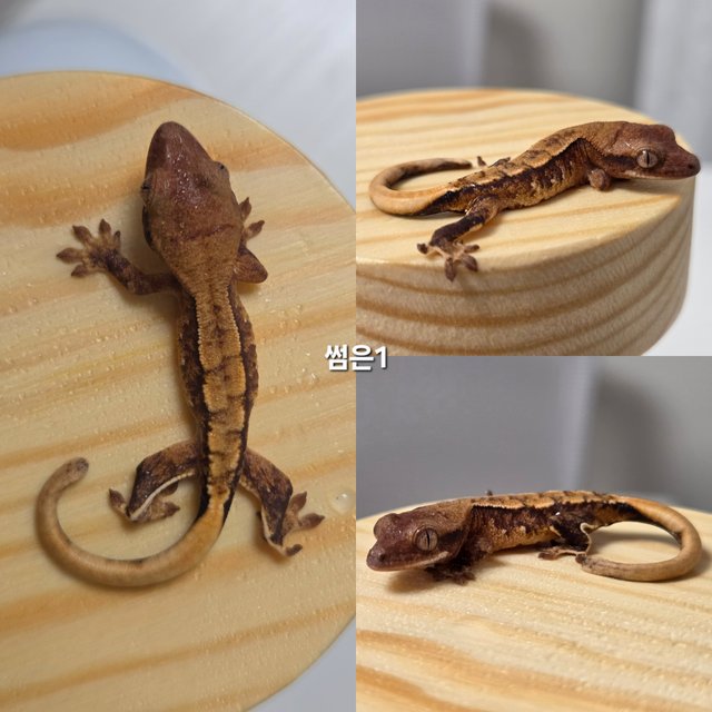 노멀 트라이 익스트림할리퀸 할리퀸