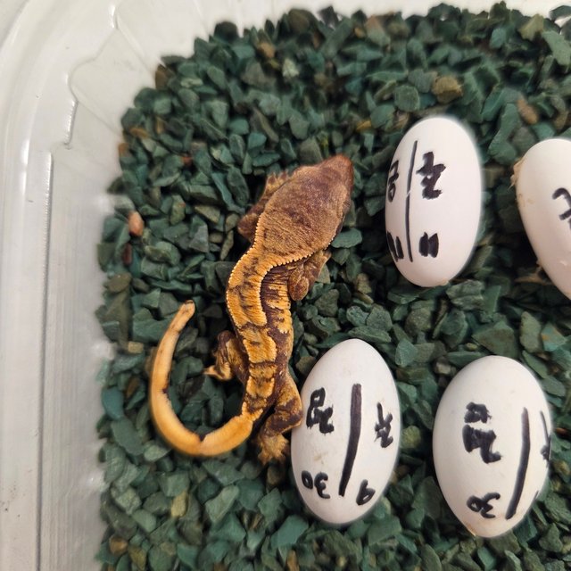 노멀 익스트림할리퀸 할리퀸 트라이