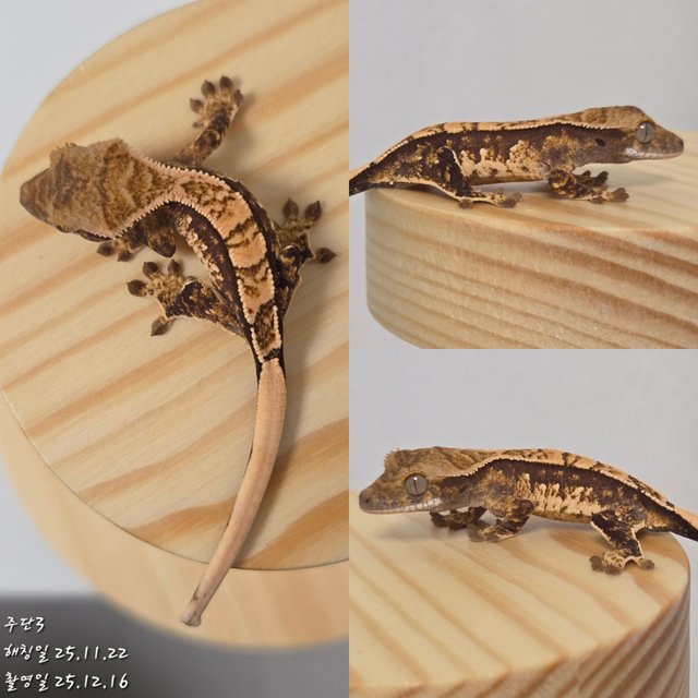 노멀 트라이 할리퀸 익스트림할리퀸