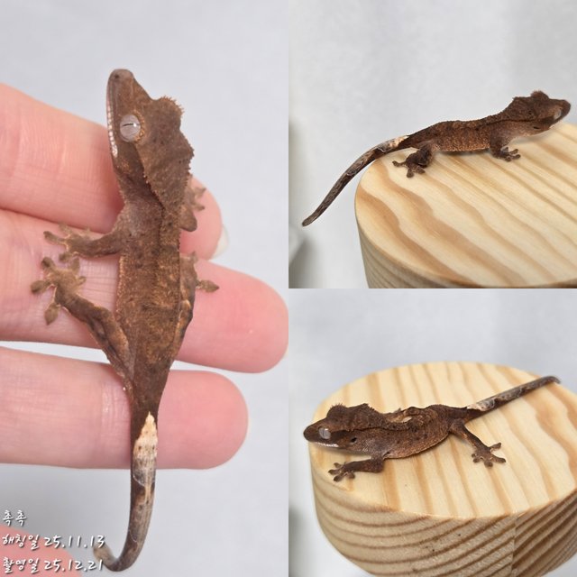 슈퍼달마시안 달마시안