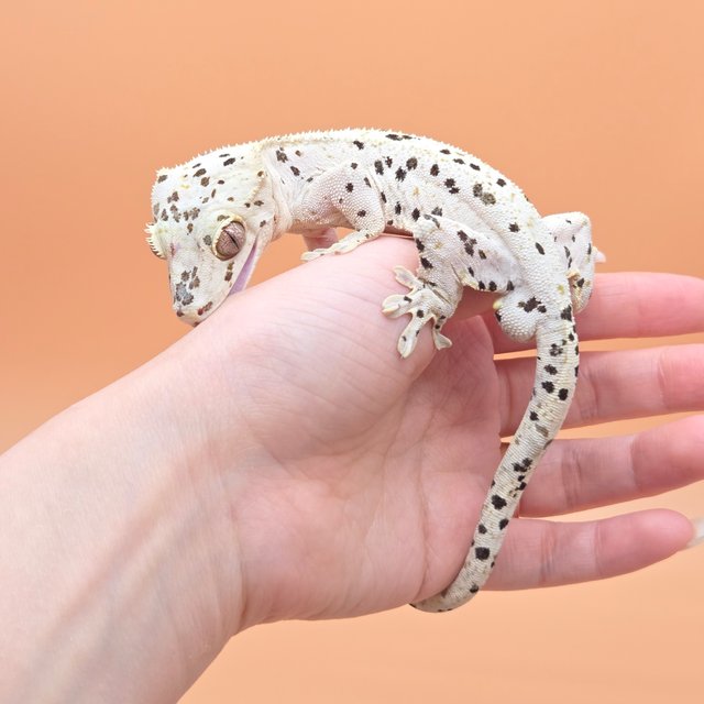 슈퍼달마시안 달마시안