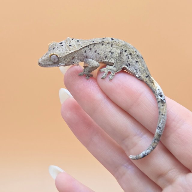 슈퍼달마시안 달마시안