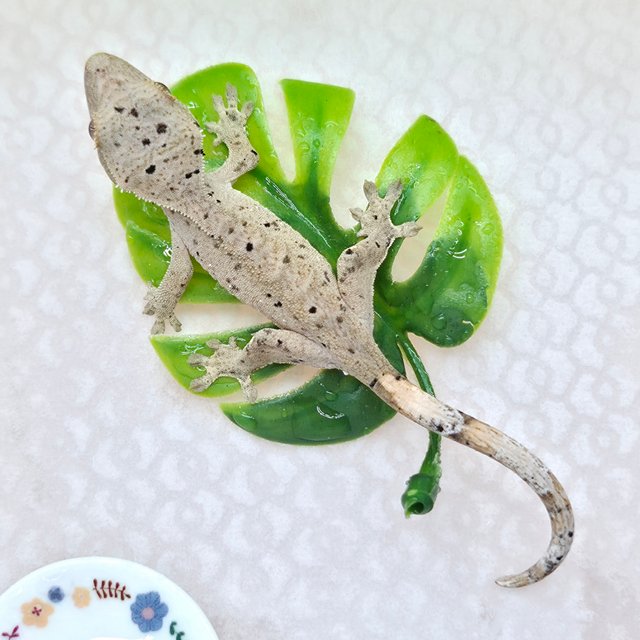 슈퍼달마시안 달마시안