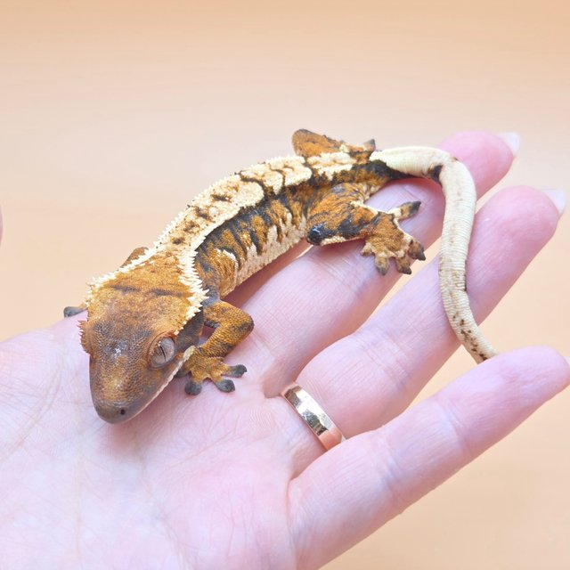 노멀 트라이 익스트림할리퀸 화이트크라운