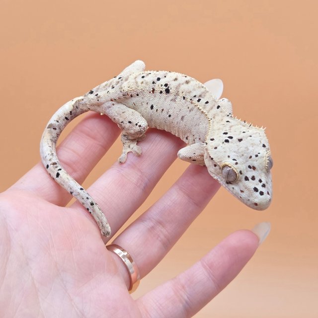 슈퍼달마시안 옐로우