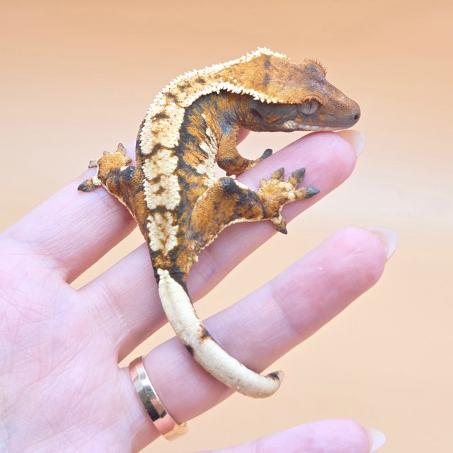 노멀 트라이 익스트림할리퀸 화이트크라운