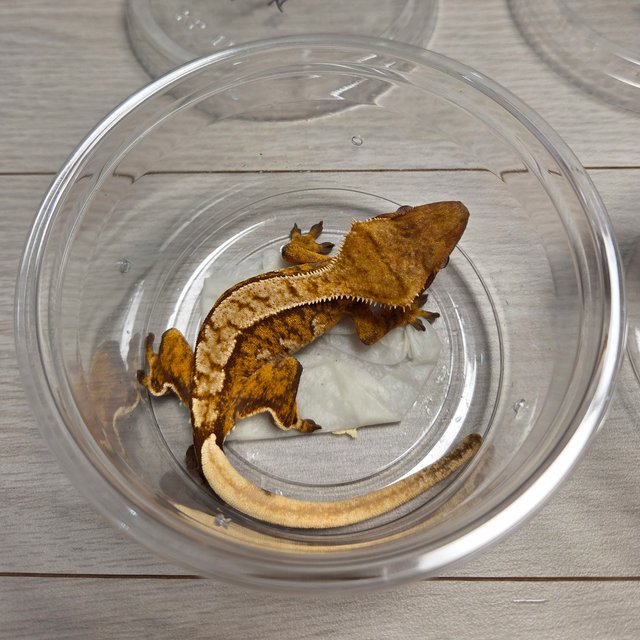 노멀 익스트림할리퀸 트라이 할리퀸