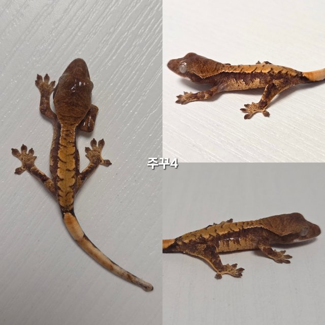 노멀 익스트림할리퀸 할리퀸