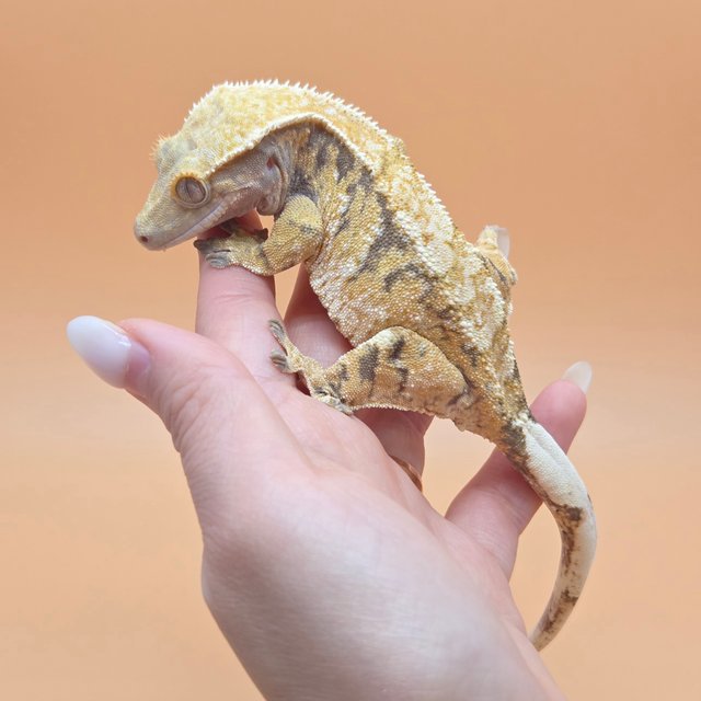 노멀 익스트림할리퀸 할리퀸 화이트핀 텐저린