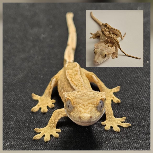 노멀 크림시클 크림