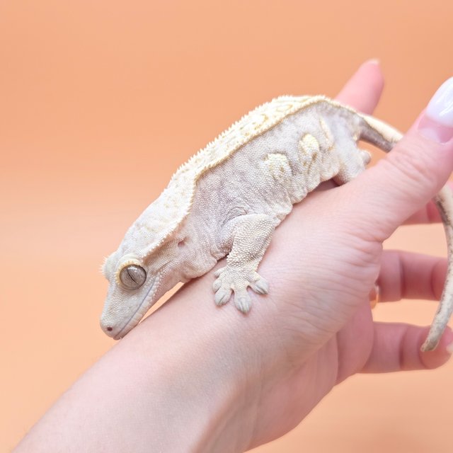 노멀 크림시클 크림