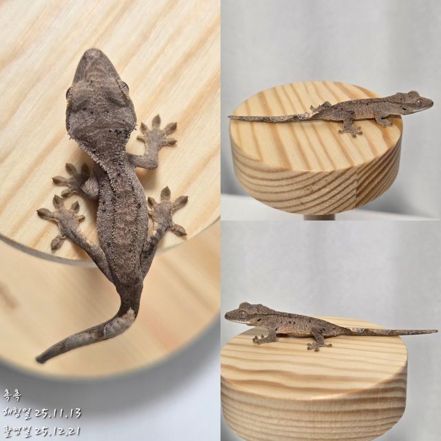 슈퍼달마시안 달마시안