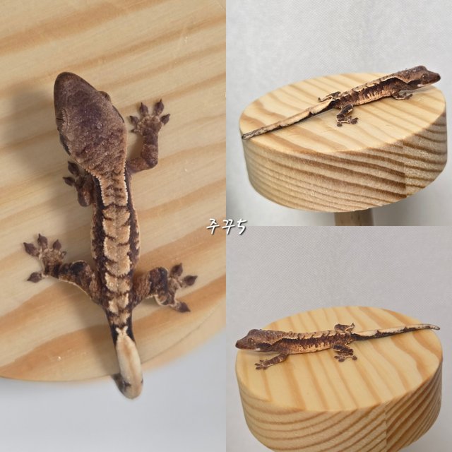 노멀 트라이 익스트림할리퀸