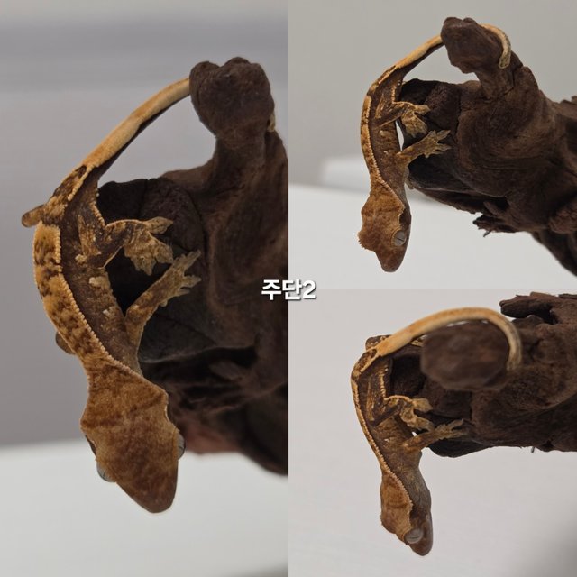 노멀 트라이 익스트림할리퀸 할리퀸