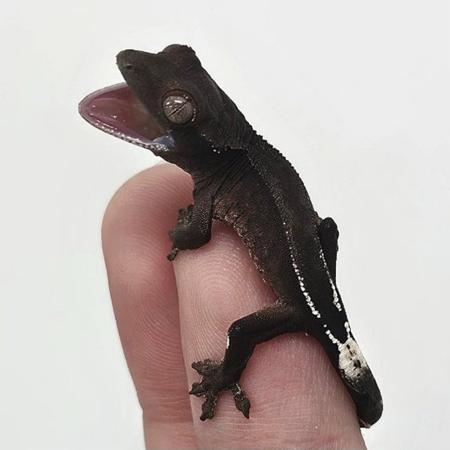 아잔틱 팬텀 챠콜