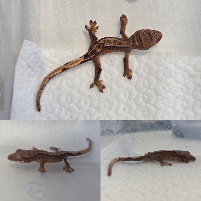 노멀 크림시클 크림