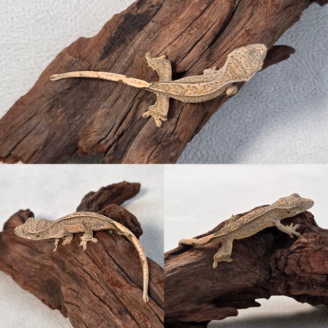 노멀 크림시클 크림