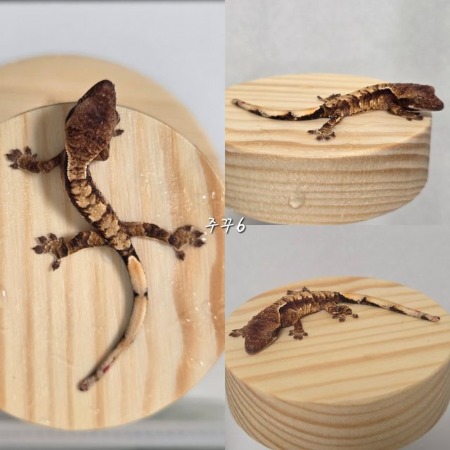 노멀 익스트림할리퀸 할리퀸 트라이