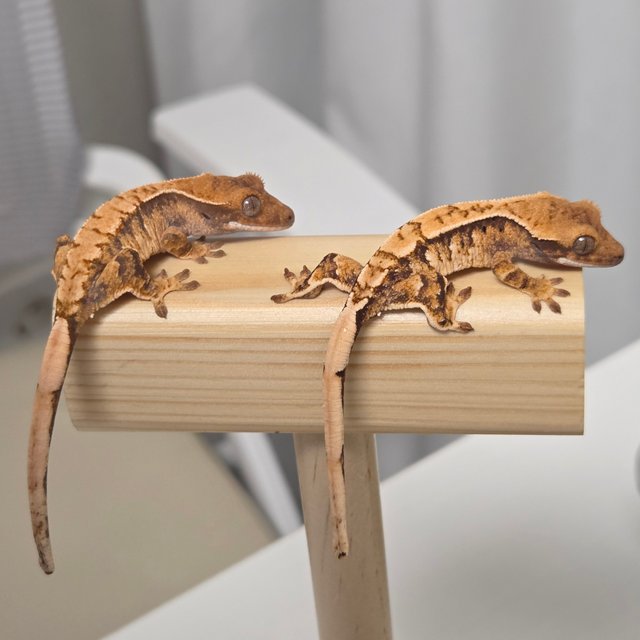 노멀 익스트림할리퀸 할리퀸 트라이