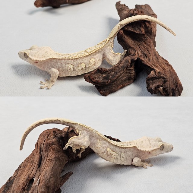 노멀 크림시클 크림