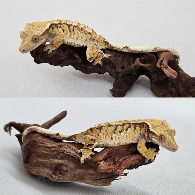 노멀 익스트림할리퀸 할리퀸 화이트핀 텐저린