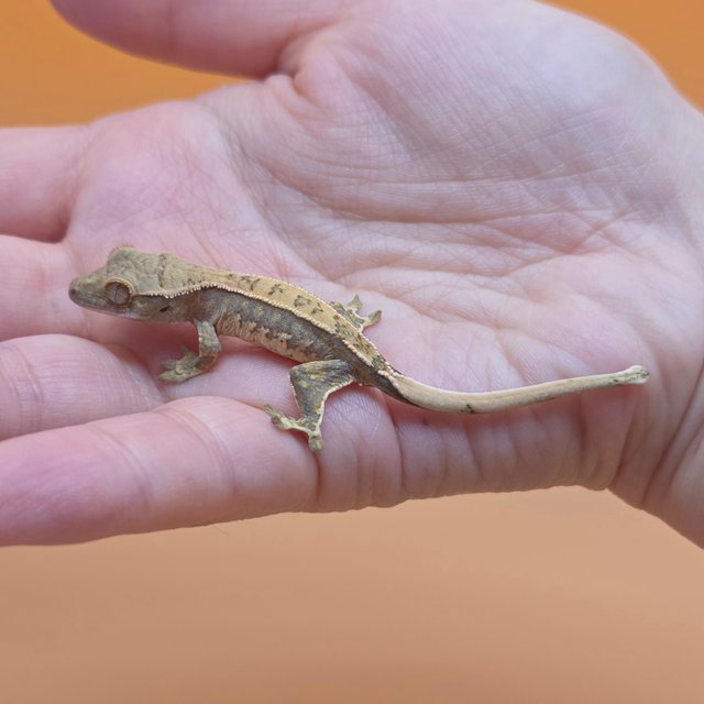 노멀 트라이 익스트림할리퀸