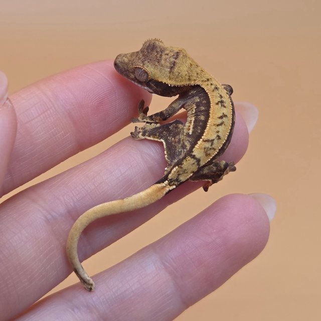 노멀 트라이 익스트림할리퀸