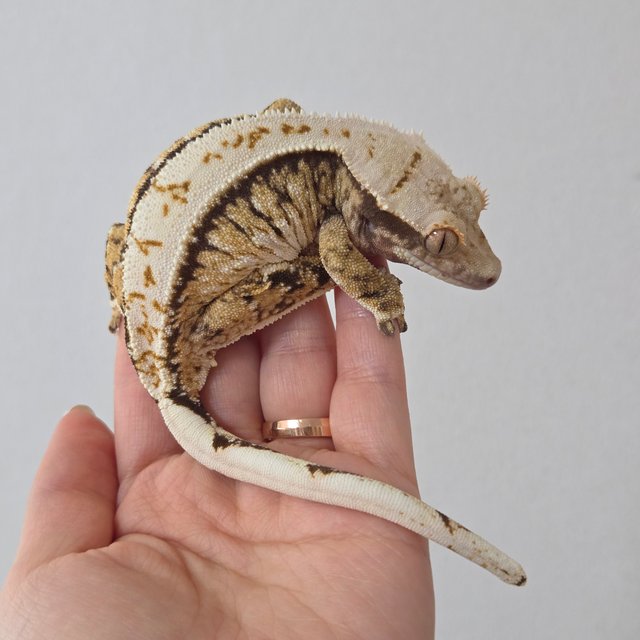 노멀 트라이 익스트림할리퀸 할리퀸