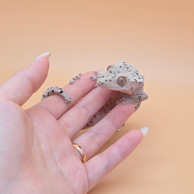 슈퍼달마시안 달마시안