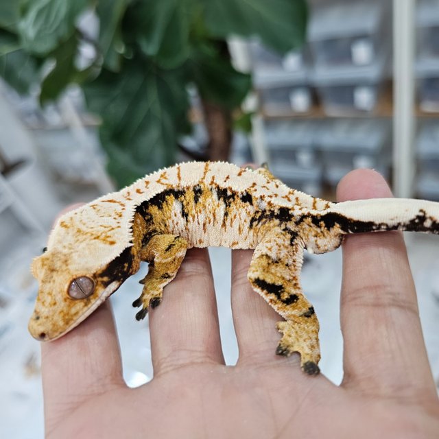 노멀 트라이 텐저린 익스트림할리퀸