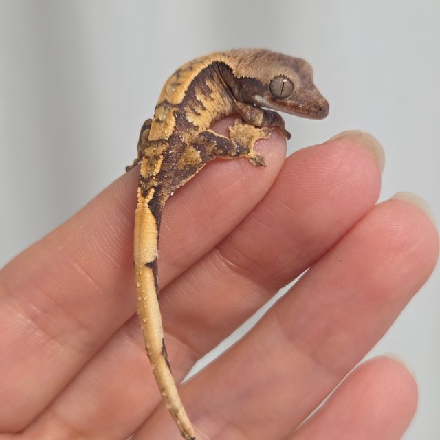 노멀 익스트림할리퀸 할리퀸 트라이