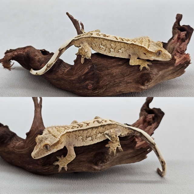 노멀 크림시클 풀핀