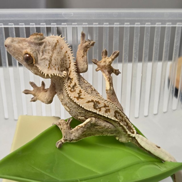 노멀 크림시클 풀핀