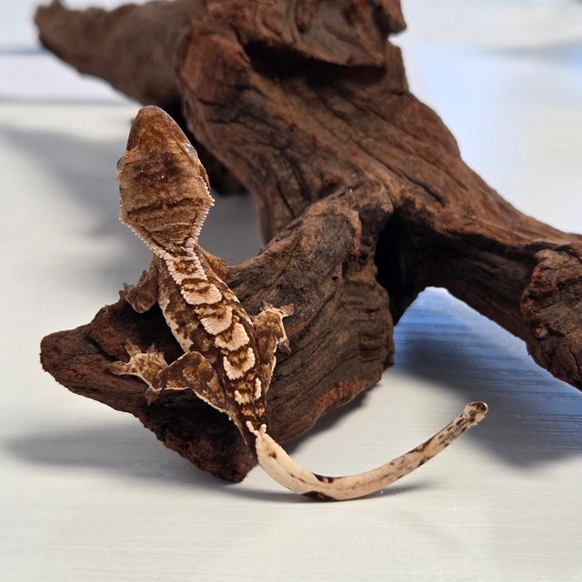 노멀 트라이 익스트림할리퀸 할리퀸