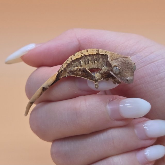 노멀 트라이 익스트림할리퀸 할리퀸