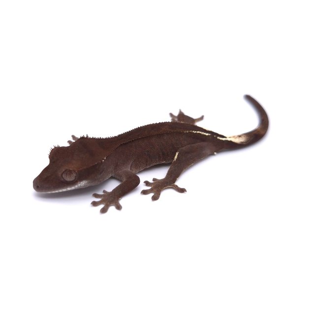 아잔틱 팬텀 챠콜