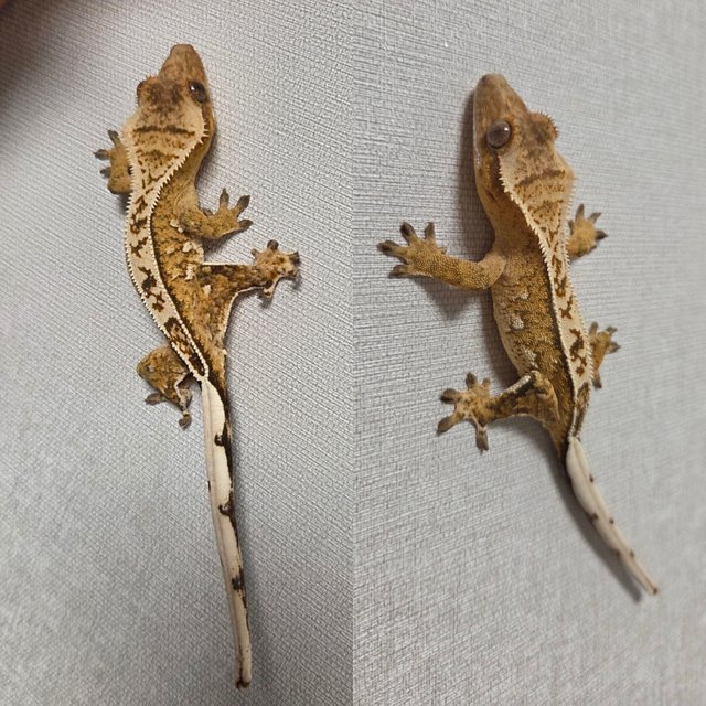 노멀 크림시클 풀핀