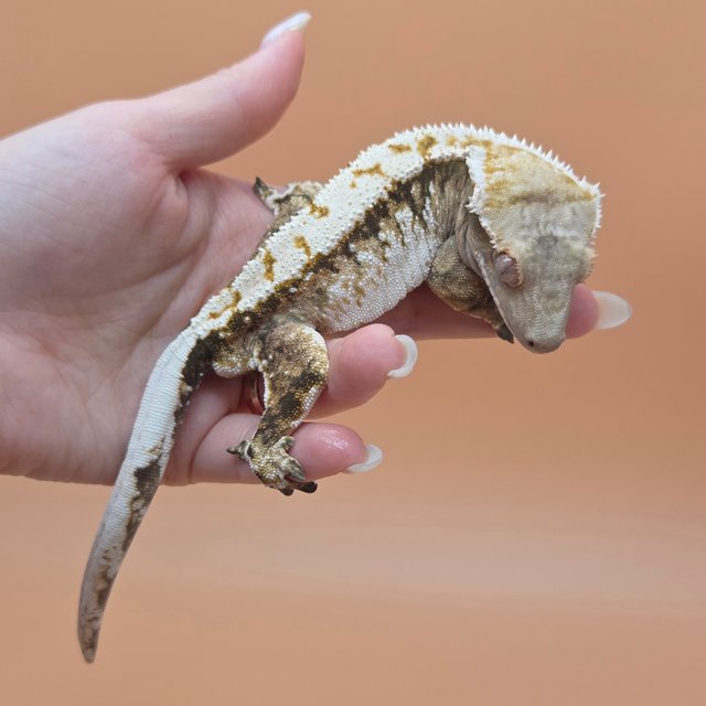 노멀 트라이 익스트림할리퀸 화이트크라운