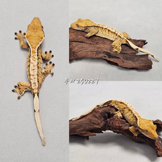 노멀 트라이 익스트림할리퀸 할리퀸