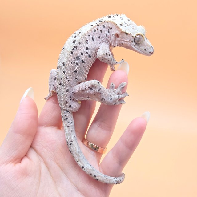 슈퍼달마시안 달마시안