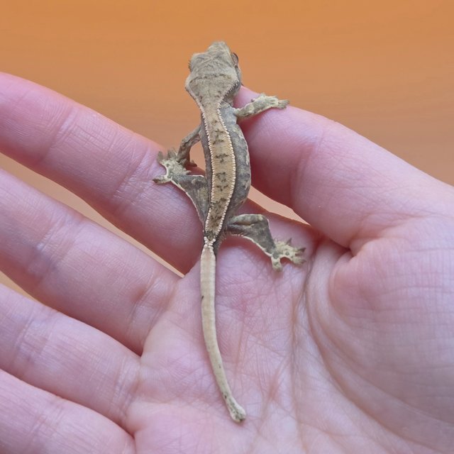 노멀 트라이 익스트림할리퀸