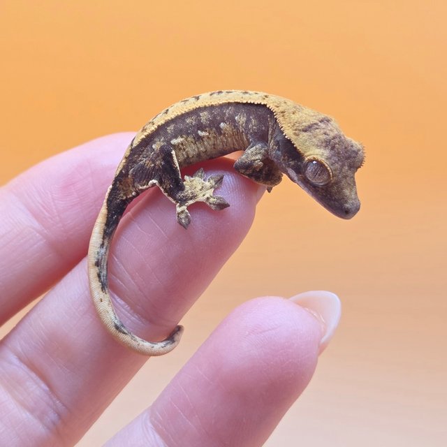 노멀 트라이 익스트림할리퀸