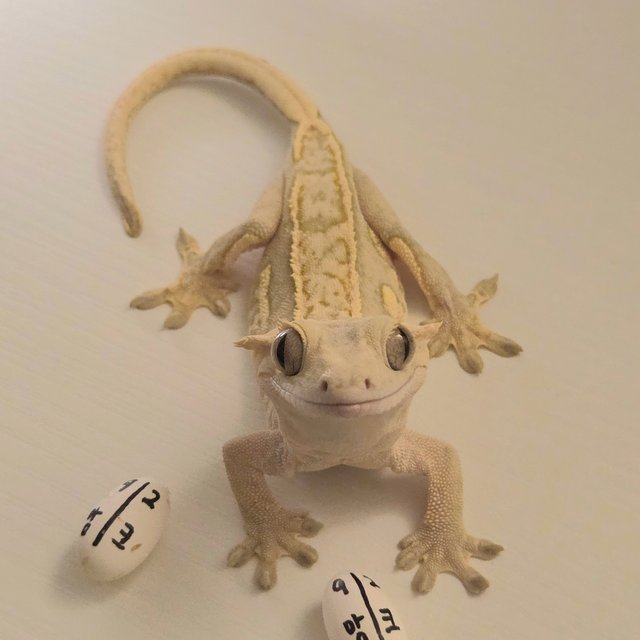 노멀 크림시클 크림