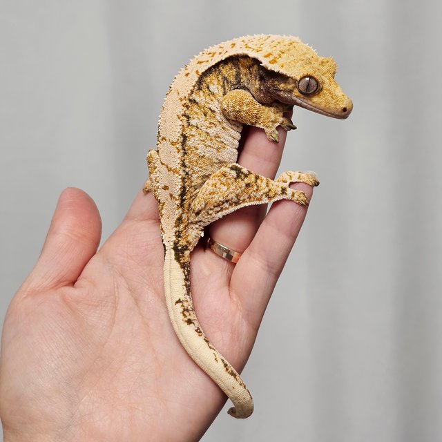 노멀 트라이 익스트림할리퀸 할리퀸