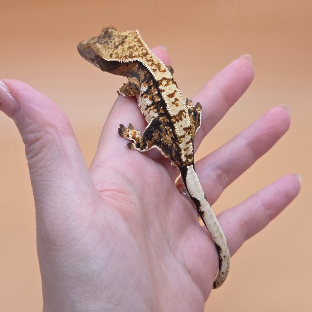 노멀 트라이 익스트림할리퀸