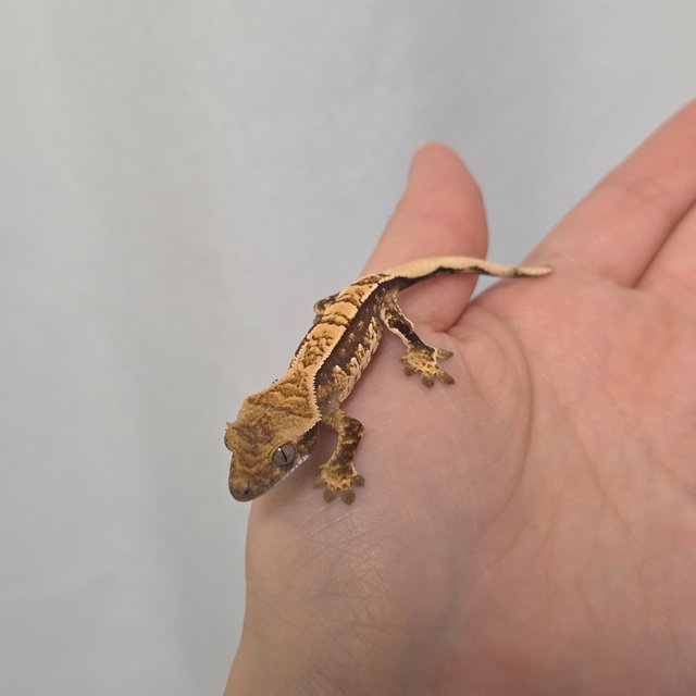 노멀 트라이 할리퀸 익스트림할리퀸