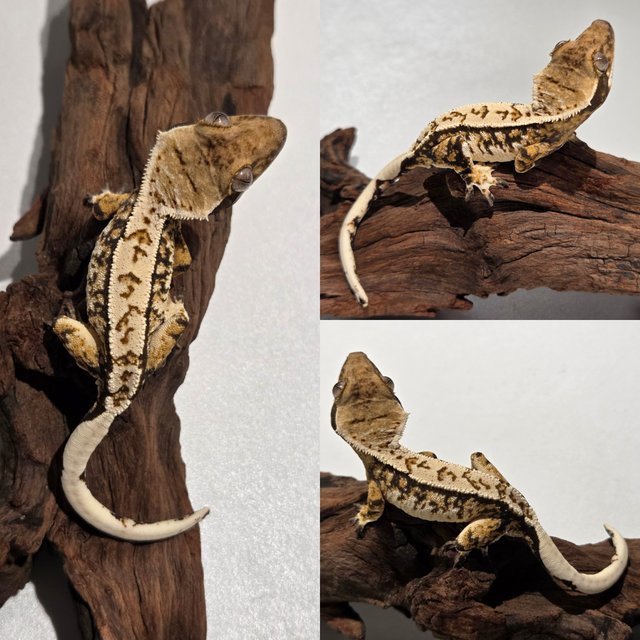 노멀 트라이 익스트림할리퀸 할리퀸