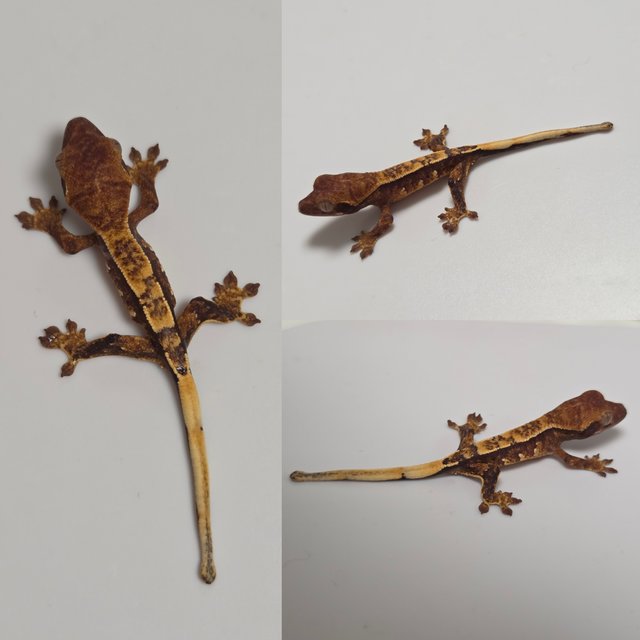 노멀 트라이 익스트림할리퀸 할리퀸