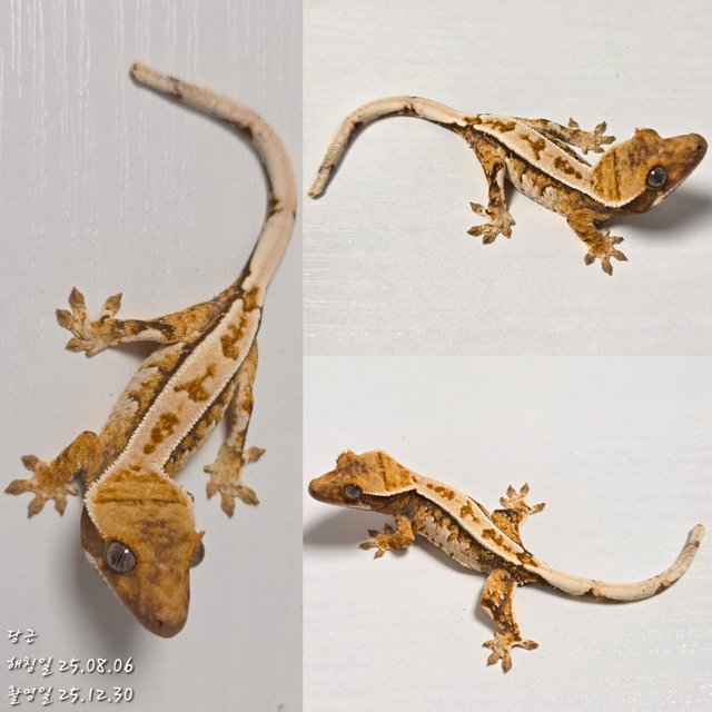 노멀 트라이 할리퀸 익스트림할리퀸 텐저린